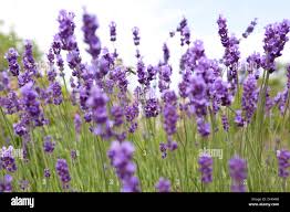 Lavender (Lavandula angustifolia, syn Lavandula officinalis, Lavandula  vera) in bloom, Saxony Stock Photo