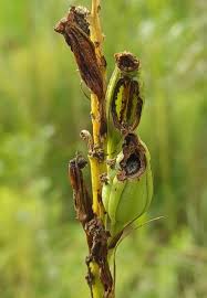 Image result for Orthochilus odontoglossus