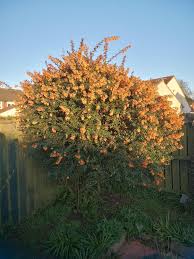 Image result for Berberis darwinii