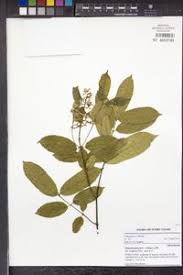Image result for Motandra paniculata