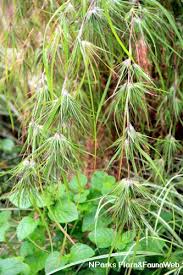 Image result for Themeda