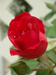 Joseph P Harrison Obituary