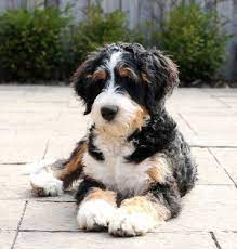 Pin On Dogs