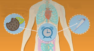 Heres How Long Weed And Edibles Stay In Your System