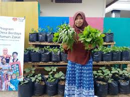 The lime green leaves in the left foreground are those of acer shirasawanum 'aureum'. Warga Manfaatkan Lahan Sempit Kelola Kebun Sayur Republika Online