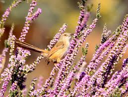 Image result for Muraltia