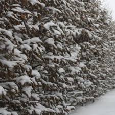 Image result for hornbeam hedge in winter
