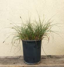 Image result for Carex