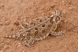 Image result for Stenostelma corniculatum