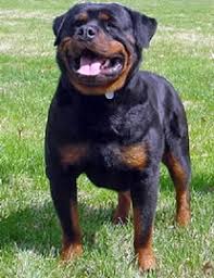 Please feel free to call for upcoming litters: Colorado Rottweilers Have The Ideal Dog For You Colorado Rottweiler Prlog