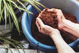 Earth (pot of gold soil, veg and bloom dry nutes) with mother earth coco/perlite blend. 8 Best Coco Coir An Essential Growing Medium