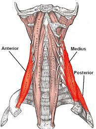 Muscle Of The Month The Scalenes Forward Head Posture Cervical Vertebrae Cervical