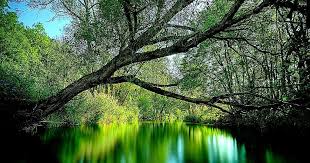 24 Download Nature Wallpapers For Windows 7 3d Nature Wallpaper Desktop For Windows 7 Wallpaper 3d Nature Wallpaper Nature Desktop Wallpaper Nature Wallpaper