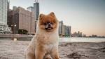 Small Dog Breeds – A List of Small Dog Breeds from A – Z