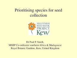 Image result for Erlangea remifolia