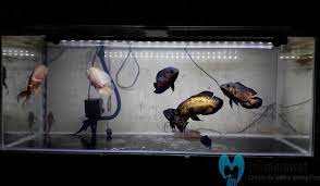 Di alam aslinya ikan oscar hidup berkelompok di air tenang yang membuat ikan ini dapat dipelihara dengan mudah. Cara Sukses Budidaya Ikan Oscar Dari Nol Sampai Panen Besar Trikmerawat Com