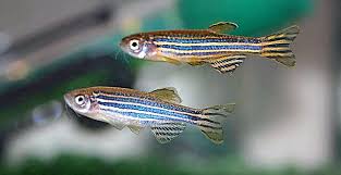 Zebrafish Osteoarthritis Fish Fish Pet