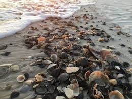 Learn about the sanibel stoop and the best time to shell, as well as how to shell and what to expect when shelling on our precious island shores here. Best Beaches For Finding Seashells Florida S Sanibel Island More