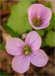 Image result for Cardamine obliqua
