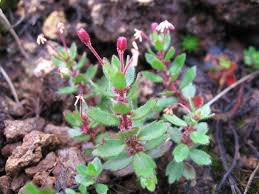 Image result for Laurembergia