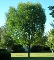 While not, strictly speaking, a desert native, evergreen (or chinese) elm, ulmus parvifolia, has been a part of western and southwestern landscape since the great american western migrations of the 19th century. Ash Tree Shamel Elgin Nursery Tree Farm Phoenix Az