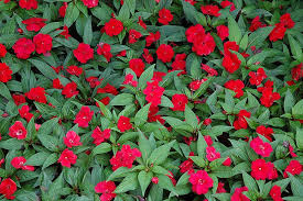 Maybe you would like to learn more about one of these? Impatiens New G Divine Cherry Red Red Flowers Plants Planting Flowers