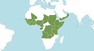 Image result for Grewia mollis