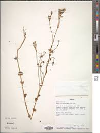 Image result for Swertia brownii