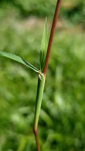 Image result for Dinebra