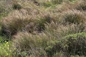 Image result for Craterostigma newtonii