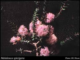 Image result for Melaleuca sp. A (Biegel 5741)