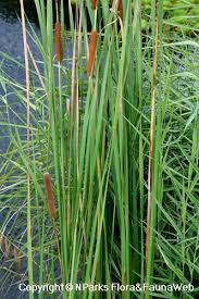 Image result for Typha