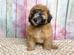 The soft coated wheaten terrier was first registered by the akc in 1973 and was grouped as terrier. Soft Coated Wheaten Terrier Puppies Petland Dayton