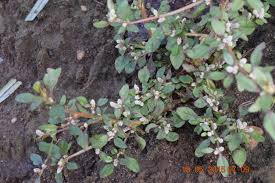 Image result for Nothosaerva