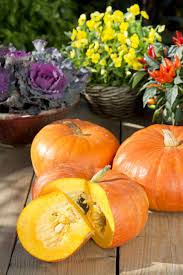 Image result for Cucurbita maxima