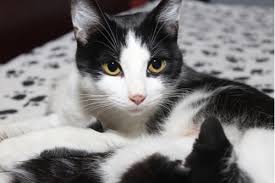 Dr evil is a fictional character played by mike myers in the austin powers film series he is the antagonist of the movies and austin powers nemesis he is. 130 Black And White Cat Names We Re All About Cats