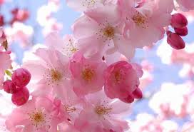 The tree requires full sunlight. Fruit Tree Blossoms Pink Blossom Flower Pictures Blossom Flower