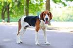 English Foxhound Dog Breed Information, Pictures ...