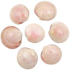 Coquillages codakia rose poli entier