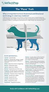 The Importance Of Knowing Anatomical And Directional Terminology Vet Tech School Veterinary Tech Vet Medicine