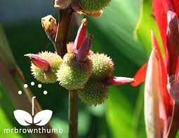 Pin On Gardening