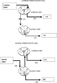 Image result for Cremasteric Reflex