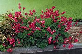 Plant Focus Fern Leaf Bleeding Heart Bleeding Heart Plants Bleeding Heart Plant