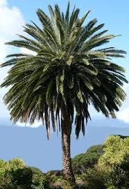 Canary Date Palm It Would Never Grow Where I Live But It Is My Very Favorite Of All Palm Trees Canary Island Date Palm Palm Tree Pictures Small Palm Trees