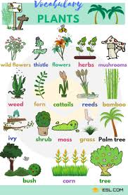 Plant Names List Of Common Types Of Plants And Trees 7 E S L Plants Vocabulary English Vocabulary Vocabulary