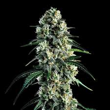 Image result for Silver Haze 1968 Imperial