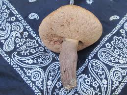 Image result for Sutorius eximius