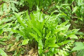 Image result for Asplenium