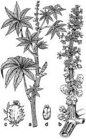 Ricinus), die sich voll gesaugt haben. Rizinus Lexikon Der Biologie