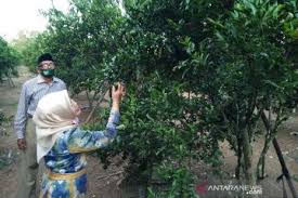 Harga tiket kebon jeruk aik bukak ntb. Wisatawan Bisa Makan Jeruk Sepuasnya Di Kebun Milik Giyanto Antara News